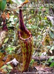 Carniflora-08-04-201209