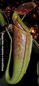 n.maxima_x_merrelliana