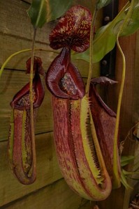 Nepenthes maxima ‘dark’ x trusmadiensis