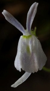 Utricularia sandersonii