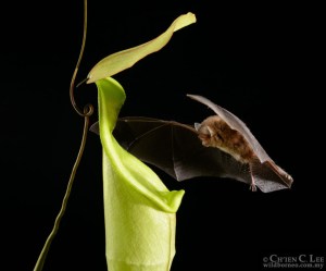 Nepenthes hemsleyana and Kerivoula hardwickii