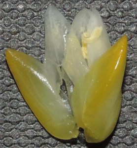 Catopsis berteronica detached flower