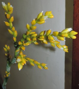 Catopsis berteronica in flower