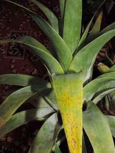 Catopsis berteronica leaves & waxy bloom