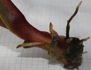 Nepenthes clipeata x ventricosa rooting cutting