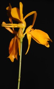 Utricularia juncea flowering under lights