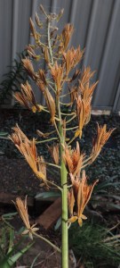 Nepenthes alata 'Mt Data' with ripe seeds