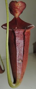 Nepenthes lowii x jacquelineae