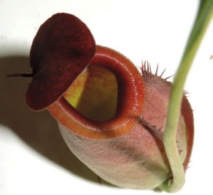 auscps-N-rowanae1