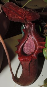 Nepenthes truncata x lowii pitcher - H Faradin