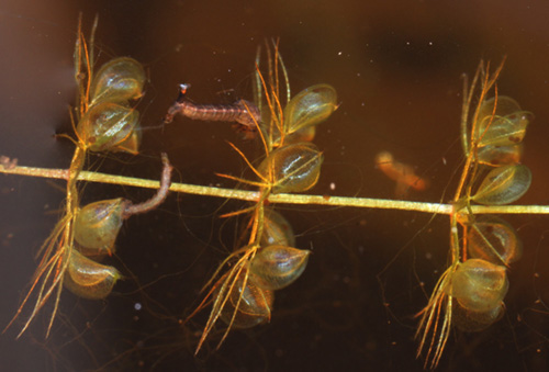 Aldrovanda vesiculosa - RG blog