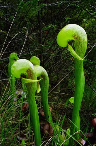 Darlingtonia - RG blog