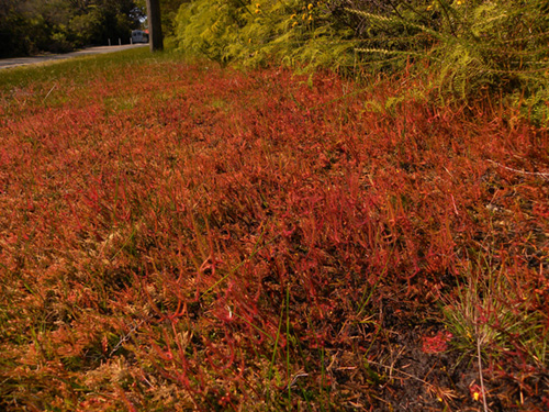 Drosera binata - RG blog