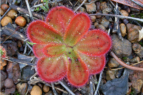 Drosera erythrorhiza subsp collina - GB blog
