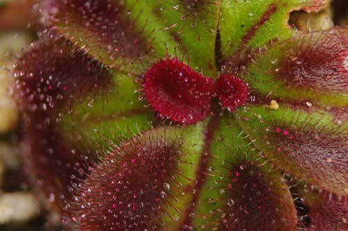 Drosera erythrorhiza subsp squamosa - RG blog