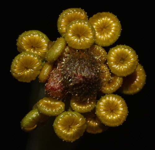 Drosera marchantii subsp prophylla in bud - RG blog
