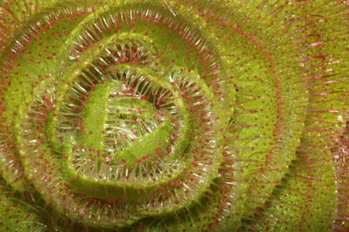 Drosera zonaria - RG blog