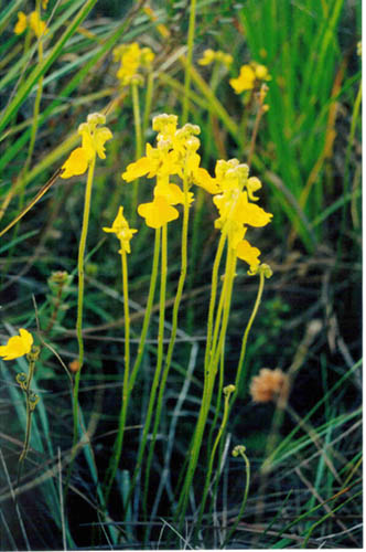 Genlisea aurea - RG blog