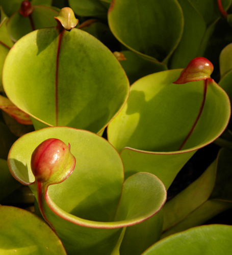 Heliamphora sp pitchers - RG blog