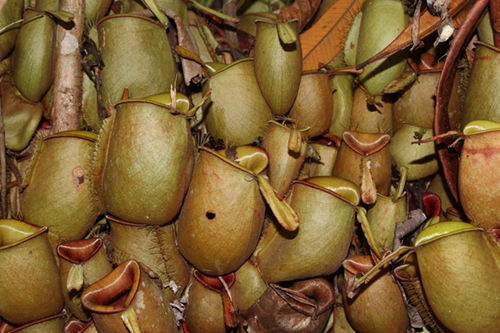 Nepenthes ampullaria - RG blog