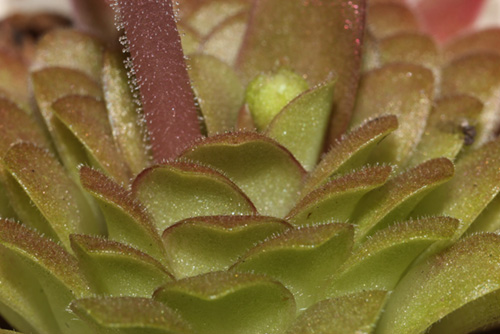 Pinguicula laueana x (emarginata x moctezumae) - RG blog