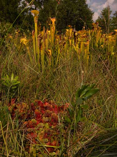 Sarracenia flava & S. purpurea subsp venosa - RG blog