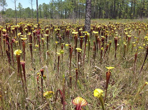 Sarracenia flava var. rubricorpora field in Florida in Florida - GL blog