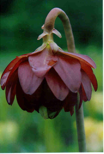 Sarracenia leucophylla 'Tarnok' - RG blog