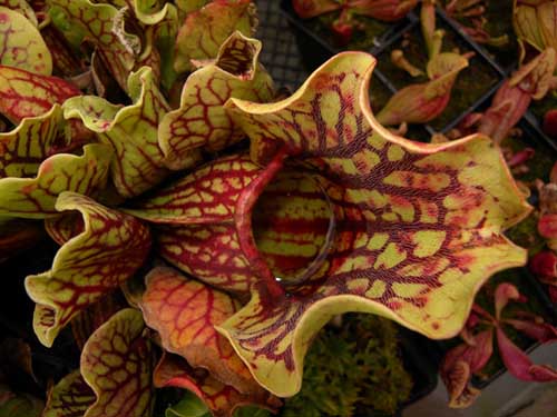 Sarracenia purpurea ssp montana - RG blog