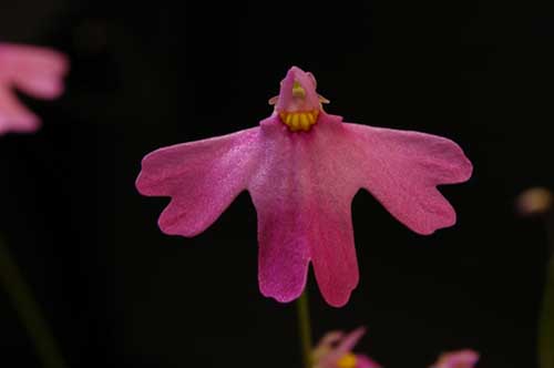 Utricularia multifida - RG blog