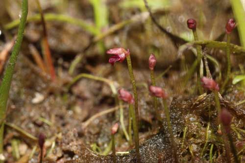 Utricularia simmonsii - RG blog