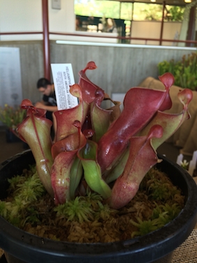 Heliamphora minor x heterodoxa