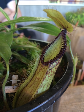 Nepenthes hamata